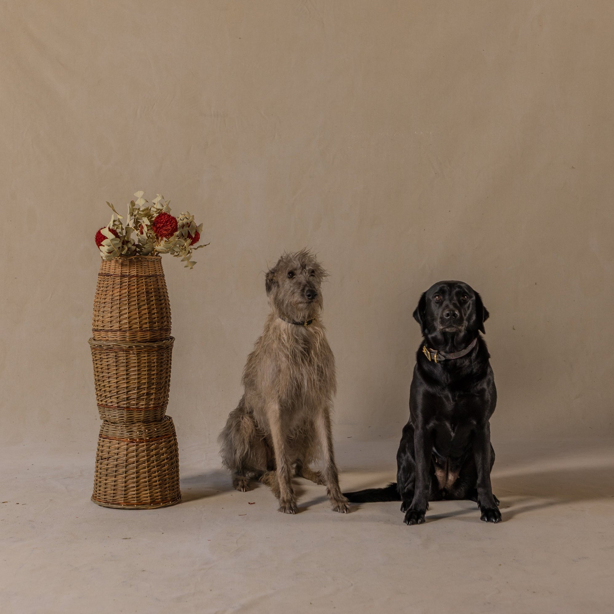 Leather Dog Collars